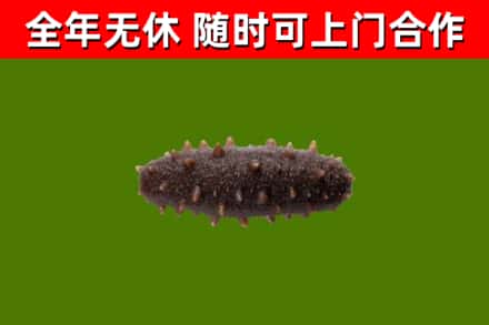 芦淞回收海参干